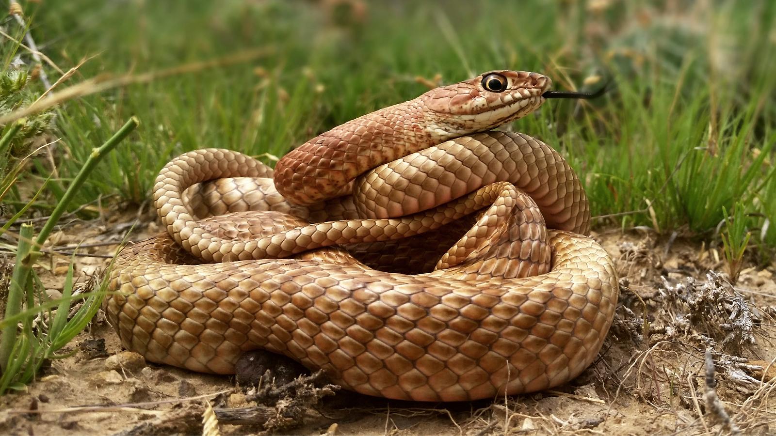 snakes pest control