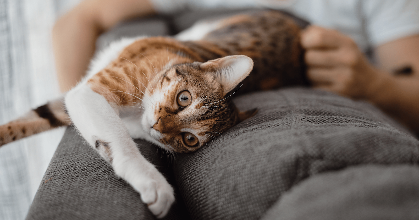 Cat stretched out, laying on its side across top of sofa