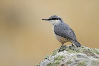 Image 1 slideshow