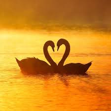 Image result for love birds sunset