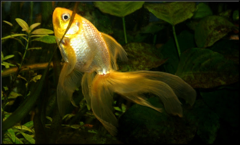 URGENT : donne Potiron, jeune mâle poisson rouge (fantail). IMG_1937mode2