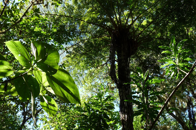 Rando des makes (la réunion) P1100816