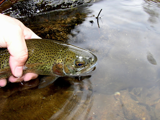 Finally some trout - Euro Style SalmonRiverTMATroutCR