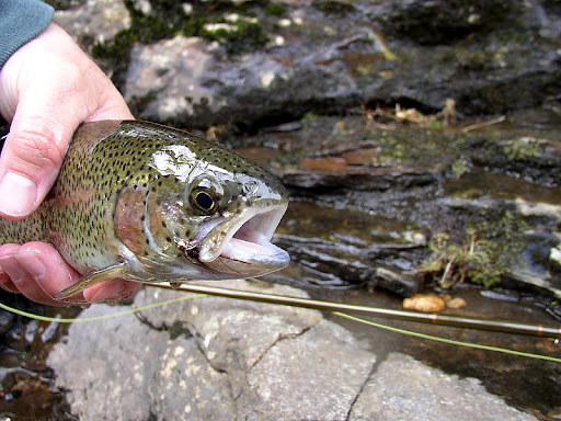 Finally some trout - Euro Style SalmonRiverTMATrout