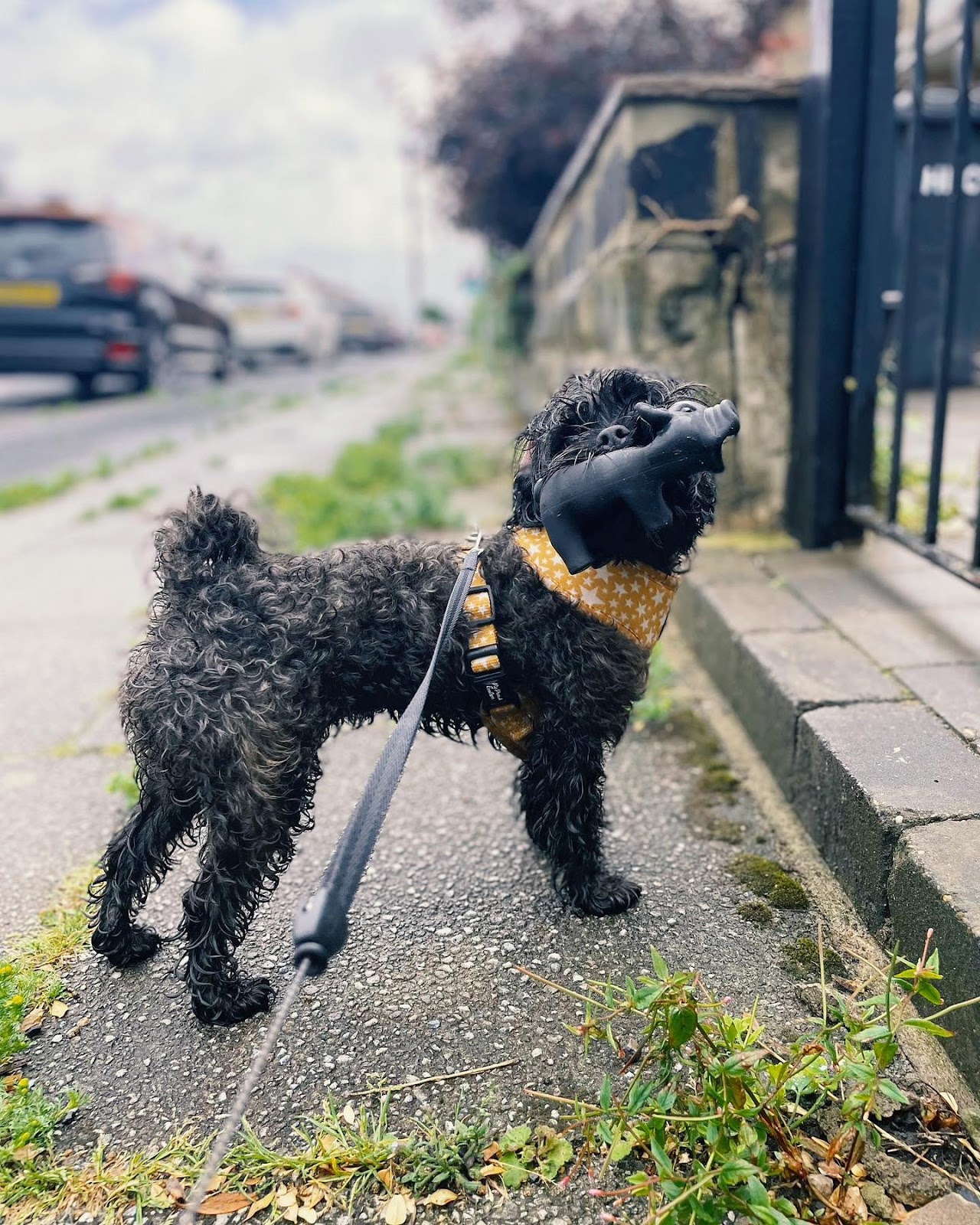 Evie the shih-poo