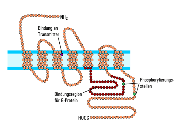 File:G Protein rezeptor.png