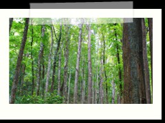 Trees in Bohol's Man-made Forest
