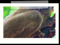 Tarsier: smallest primate