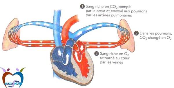 système_cardio-vasculaire-4.jpg