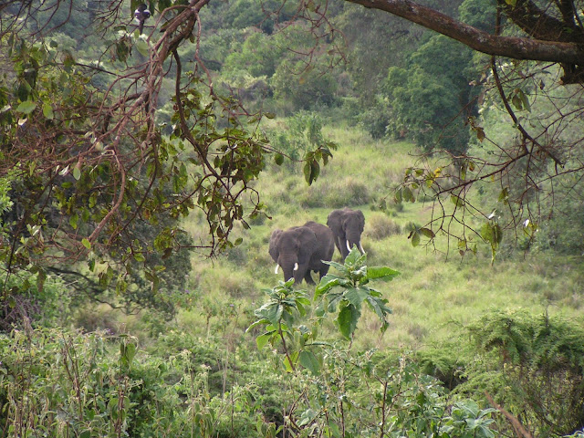 Lake Manyara  & Ngorongoro [Día 15 - 16] - Trekking Mt Kenia & Kilimanjaro / Safari Ngorongoro (17)