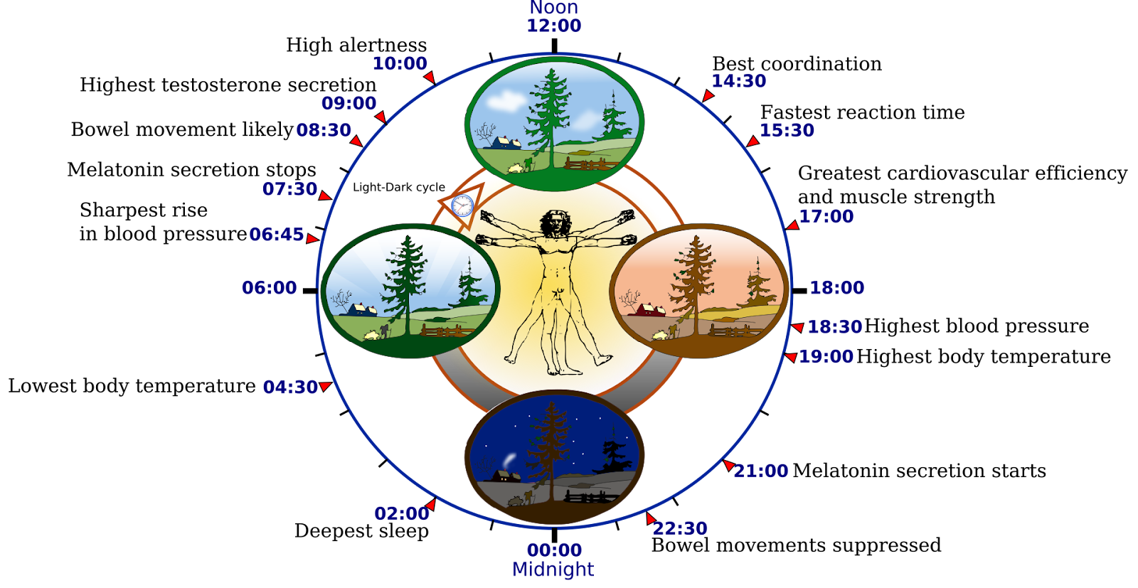 Hormone Cycle Throughout the Day