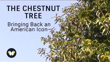THE CHESTNUT 
TREE 
Bringing Back an 
American Ico