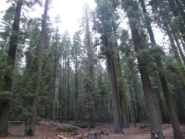 Explorando la Costa Oeste USA - Blogs de USA - Yosemite National Park (2)