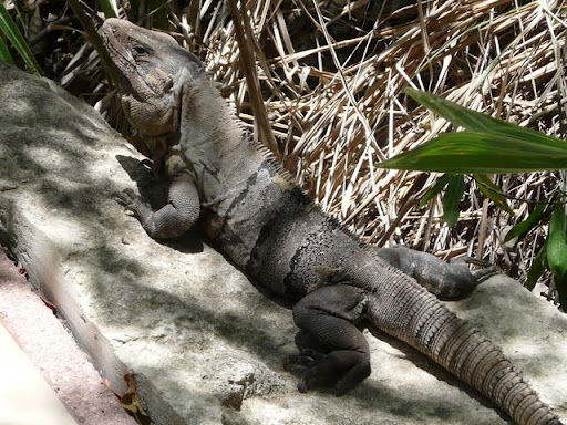 DIA 4: XCARET - RIVIERA MAYA; Guía práctica para no perderse ningún detalle (13)