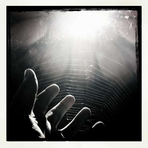 alf's spiderweb