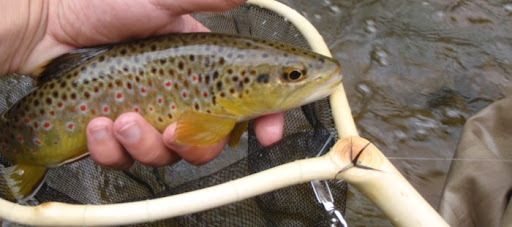 fish sees fly coming from the sky, tenkara