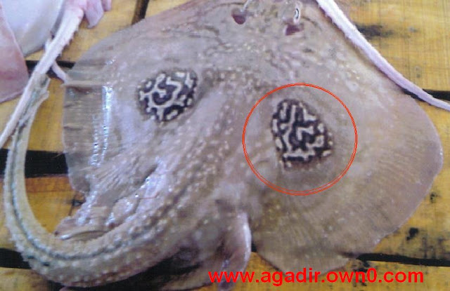 اسم محمد على سمكة غريبة من نوع  الراية  بسوق السمك بالمغرب 852011-56cfd
