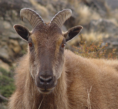 Himalayan tahr, a wild goat often seen along the trails of Khumbu