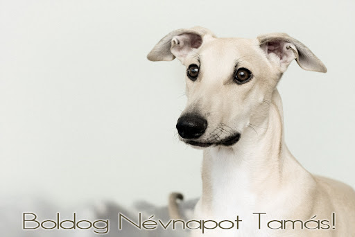 boldog_nevnapot_tamas.jpg