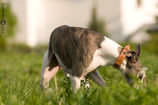 cimka_2011_04_19.jpg