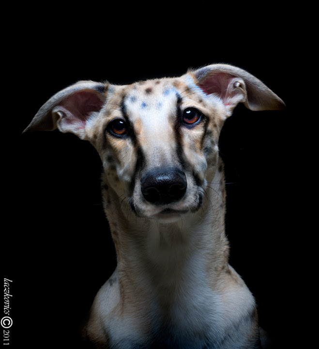 fonix_gepard.jpg