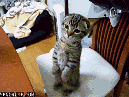 Oh ! Such a cute kitteh as a gif format !