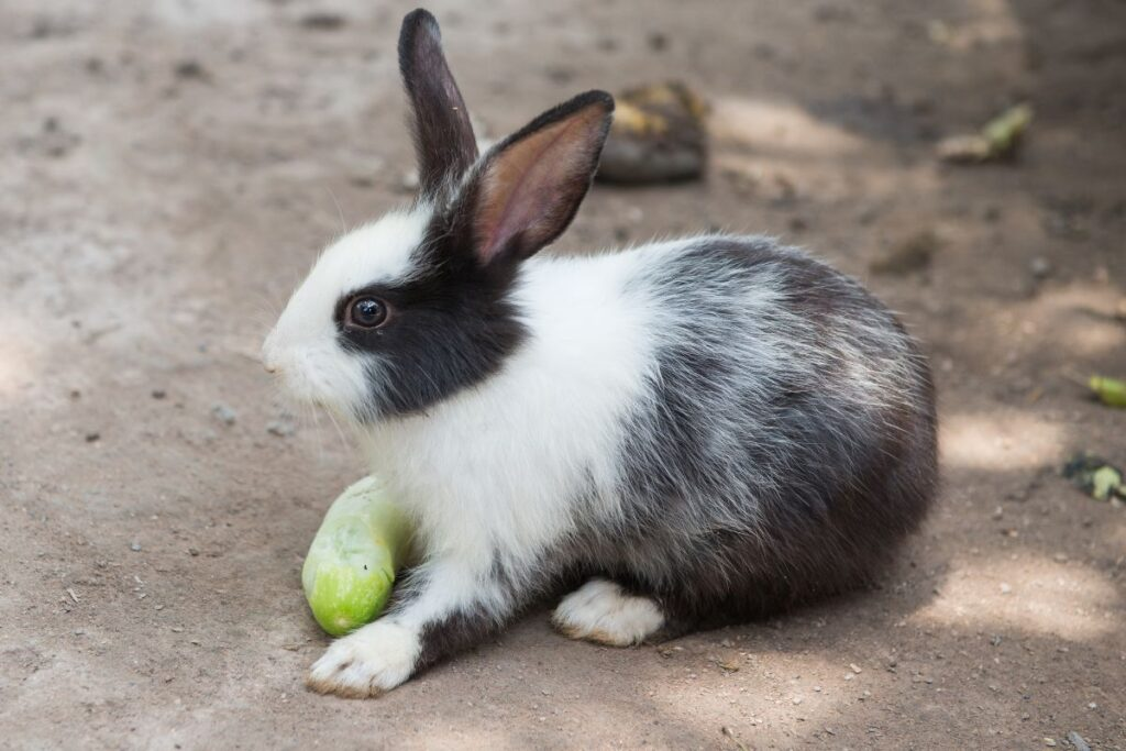Feeding Zucchini to Rabbits: Guidelines and Precautions