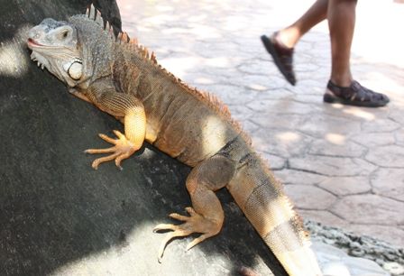 Iguana