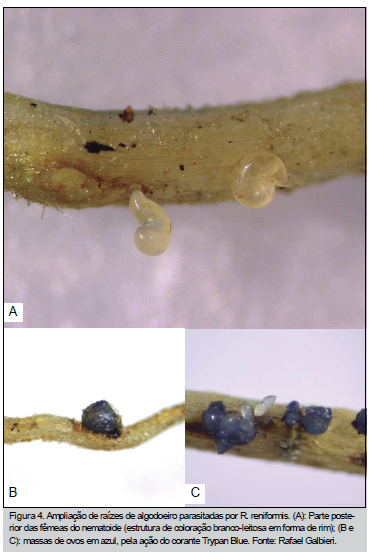 Raízes de algodoeiro parasitadas pelo nematoide Rotylenchulus reniformis