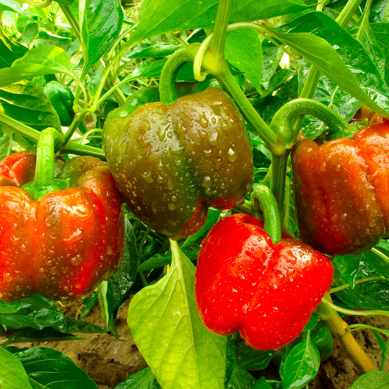 Bull’s Nose Pepper