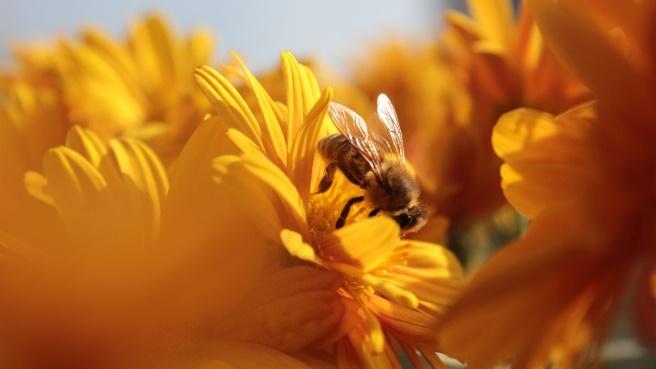 A bee on a yellow flower

Description automatically generated