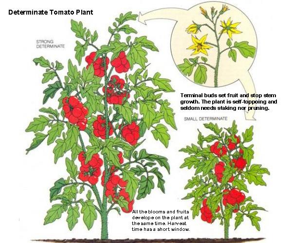 http://organicsoiltechnology.com/wp-content/uploads/determinate-verses-indeterminate-tomato-plants-featured-7.jpg