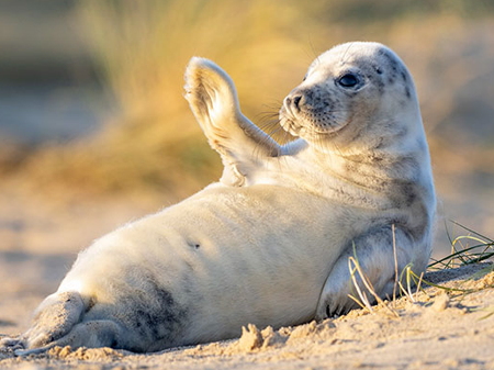 Foca viraliza na web com fotos 'acenando' e fazendo pose - 30/12/2019 - UOL  Universa