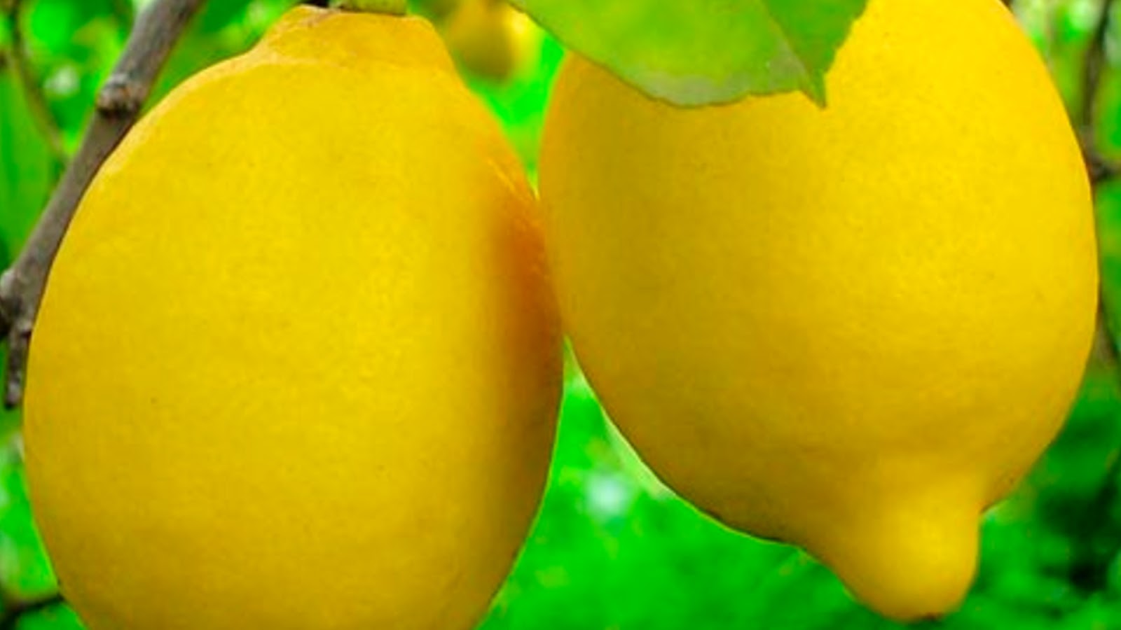 types of lemons