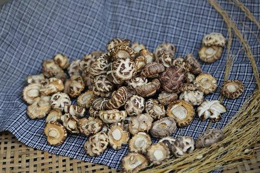 Shiitake Mushroom, The Original Ecology