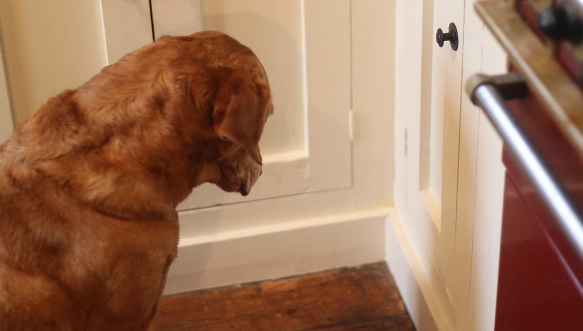 His Dog Was Looking at a Wall for No Apparent Reason, So He installed a Hidden Camera