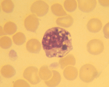 Ehrlichia morulae in circulating mononuclear cells of infected dog (Giemsa Stain).