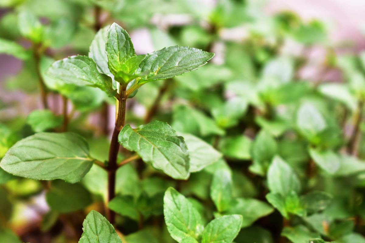 Chocolate Mint