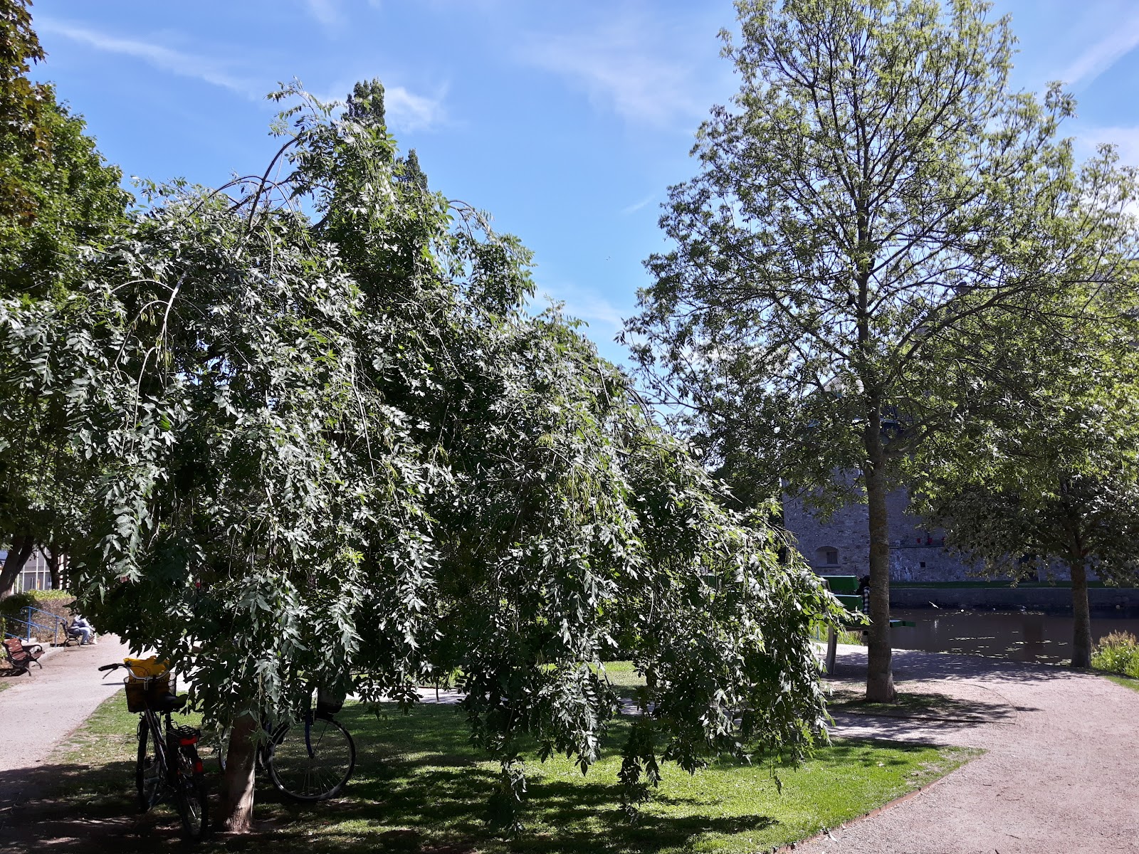 https://upload.wikimedia.org/wikipedia/commons/3/3a/Ash_tree_and_Weeping_ash.jpg