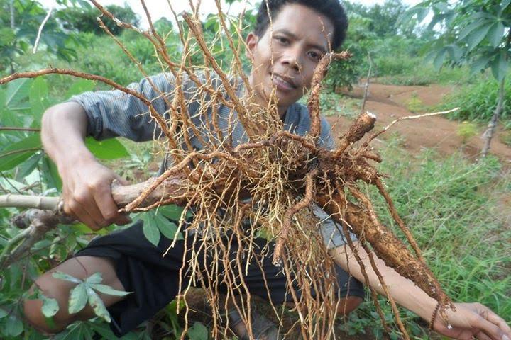 D:\DATA Eroz\PETANI ORGANIK METESIH SURAKARTA\SINGKONG TEMPEL.jpg