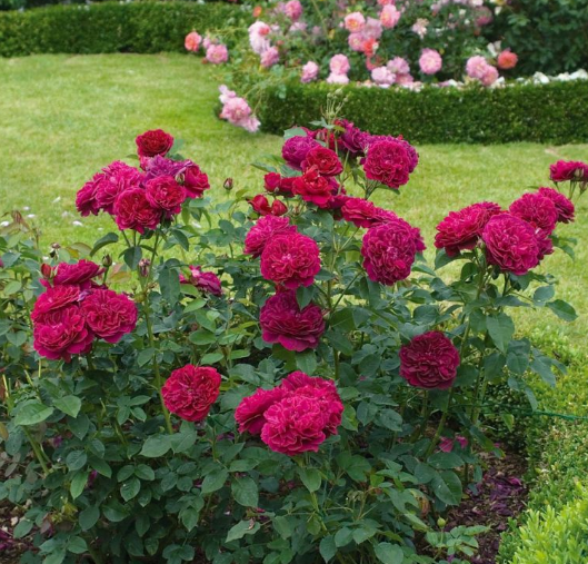 Сорта красных пионовидных роз: названия сортов с описаниями, фото и отзывами | Наш сайт