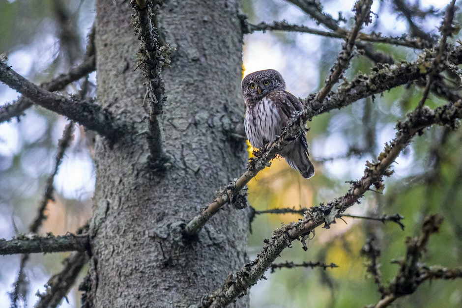 Pygmy Owl Perched on Tree Branch