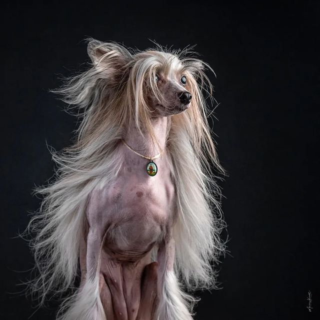A Chinese Crested Dog
