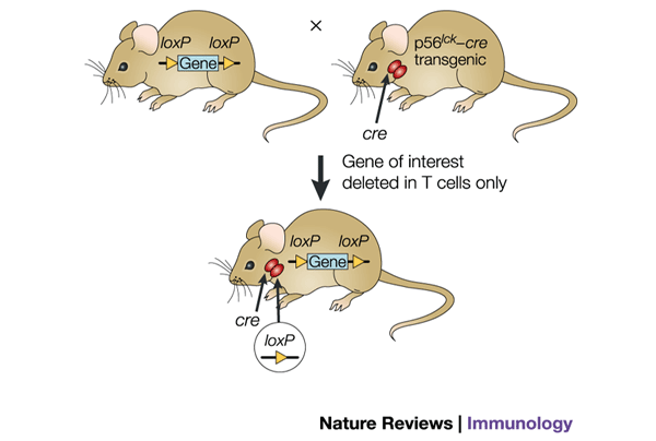 Knockout mice: a paradigm shift in modern immunology | Nature Reviews  Immunology