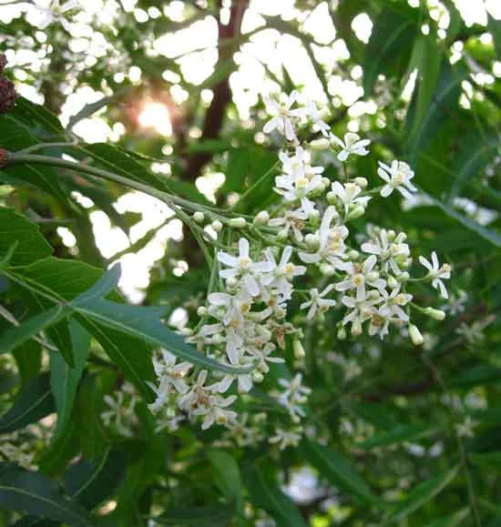 neem-flower