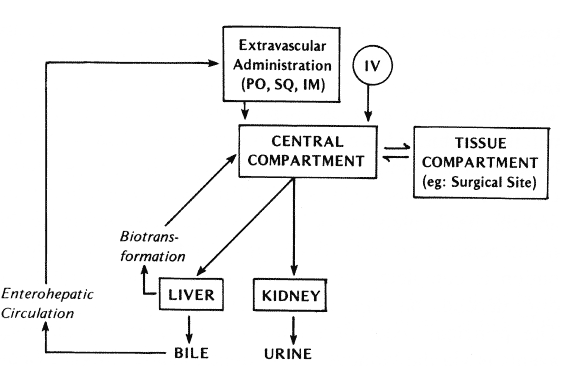Schematic diagram of a drug’s disposition in the body. 