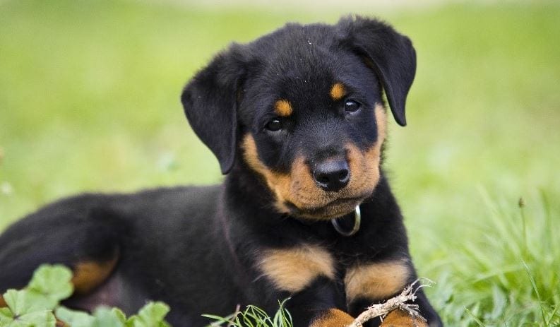 6ème race de chien la plus chère du monde : Rottweiler