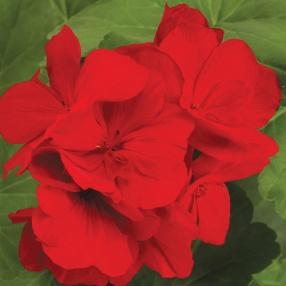 Image result for geranium boldly dark red