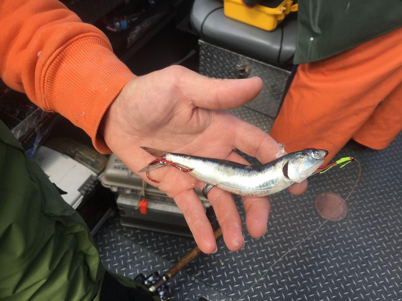 Surefire method for catching salmon requires anchovy, toothpick -  oregonlive.com