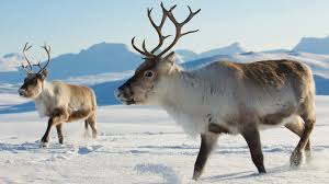 Image result for reindeer